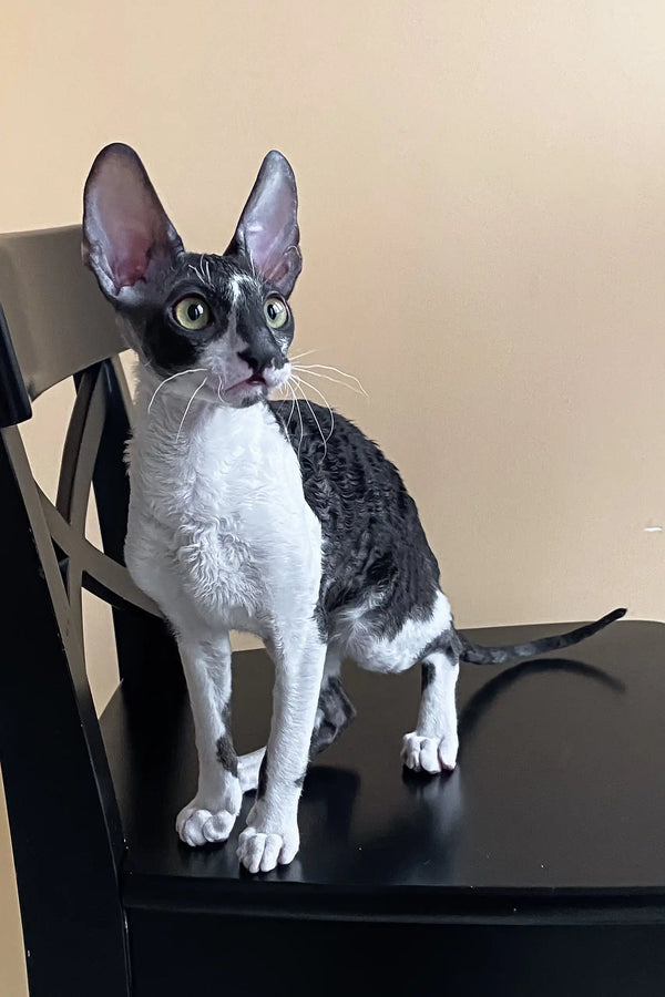 Cornish Rex kitten with black and white coat sitting alertly on a chair