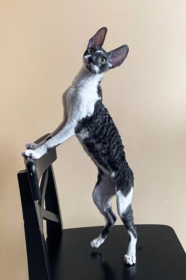 Cornish Rex kitten playfully standing on hind legs against a black surface