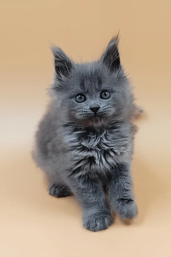 Hloya | maine coon kitten