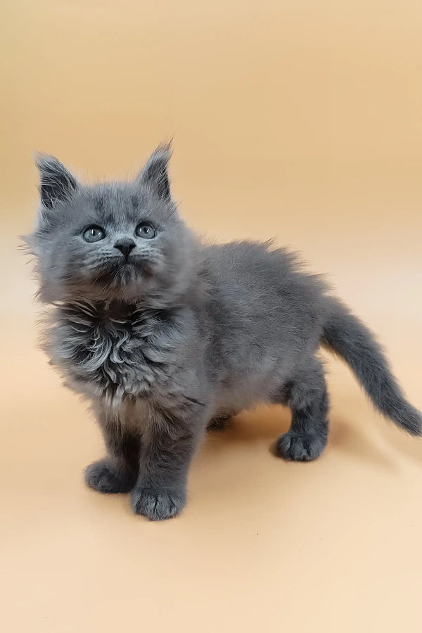 Hloya | maine coon kitten