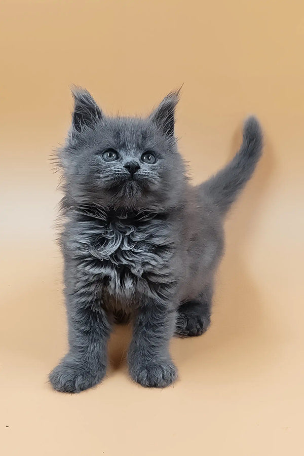 Hloya | maine coon kitten