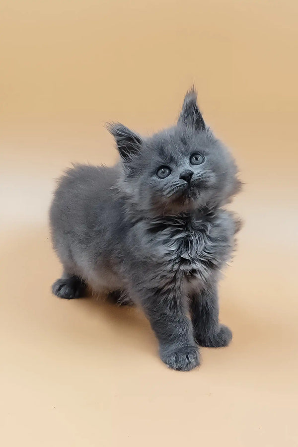 Hloya | maine coon kitten