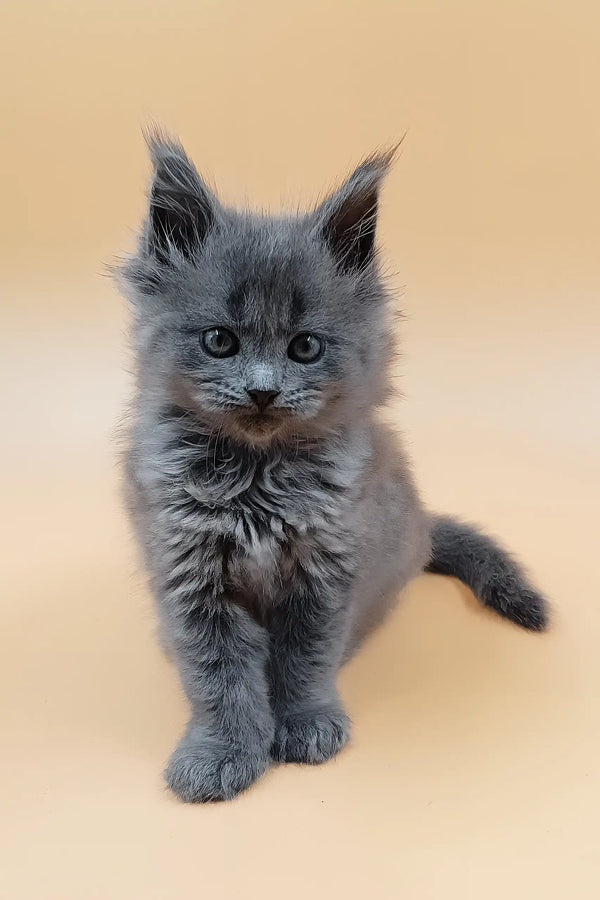 Hloya | maine coon kitten