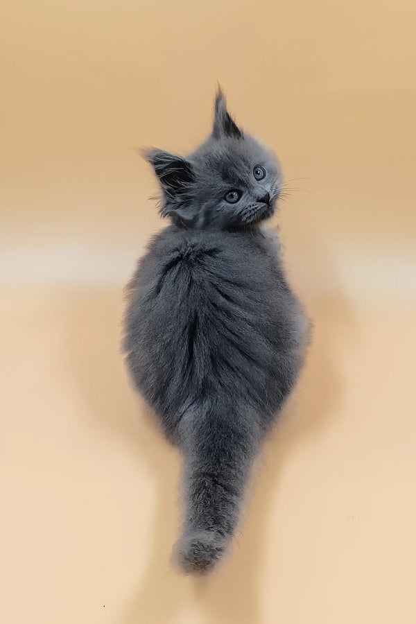 Hloya | maine coon kitten