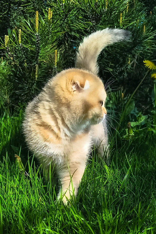 Holli | scottish fold kitten
