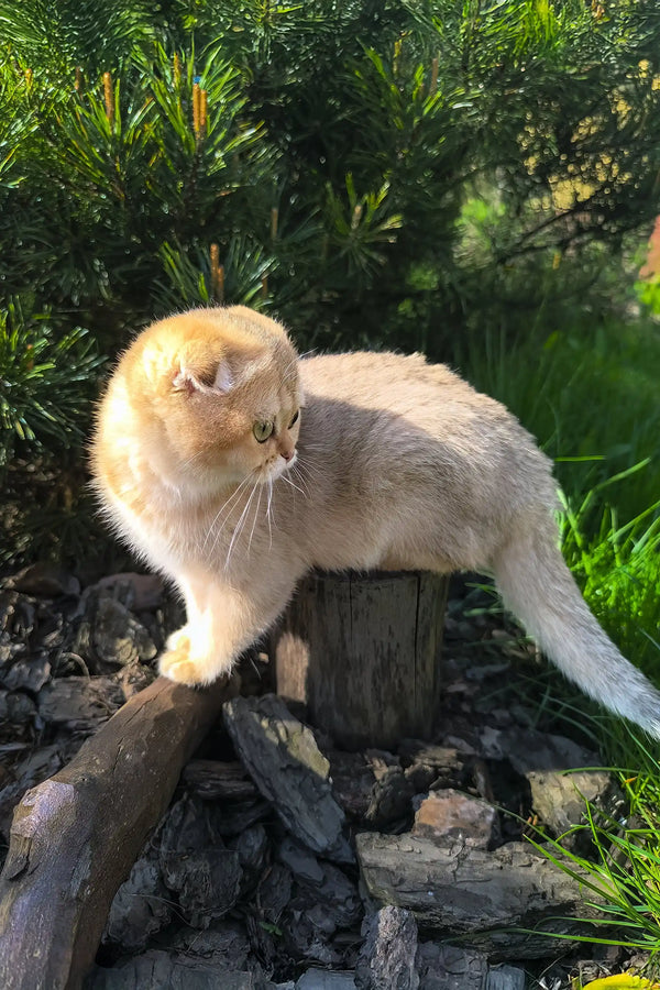 Holli | scottish fold kitten