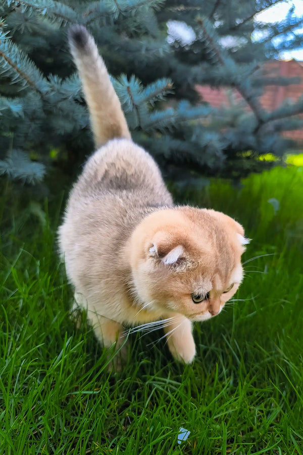 Holli | scottish fold kitten