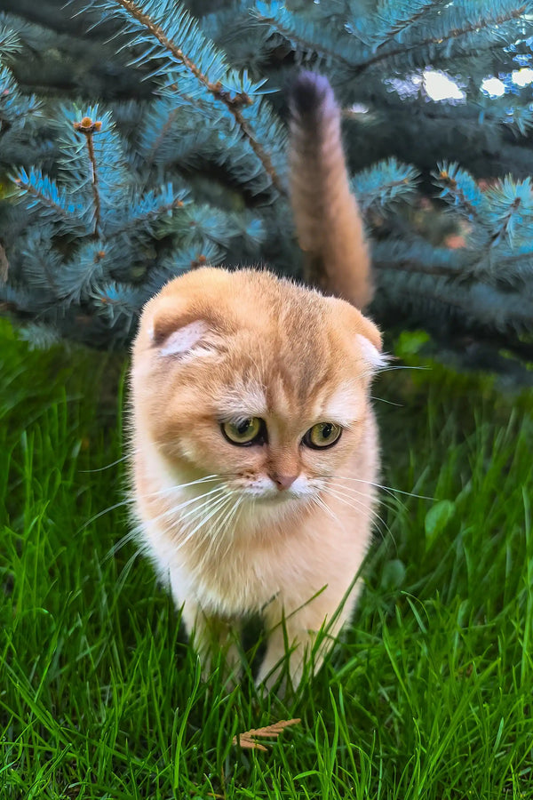 Holli | scottish fold kitten