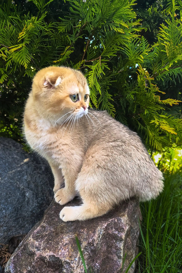 Holli | scottish fold kitten
