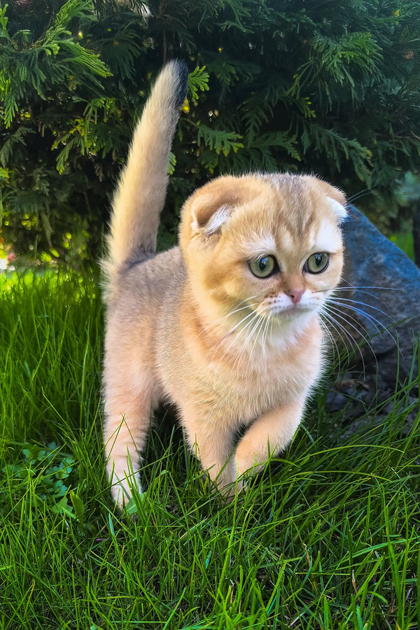 Holli | scottish fold kitten