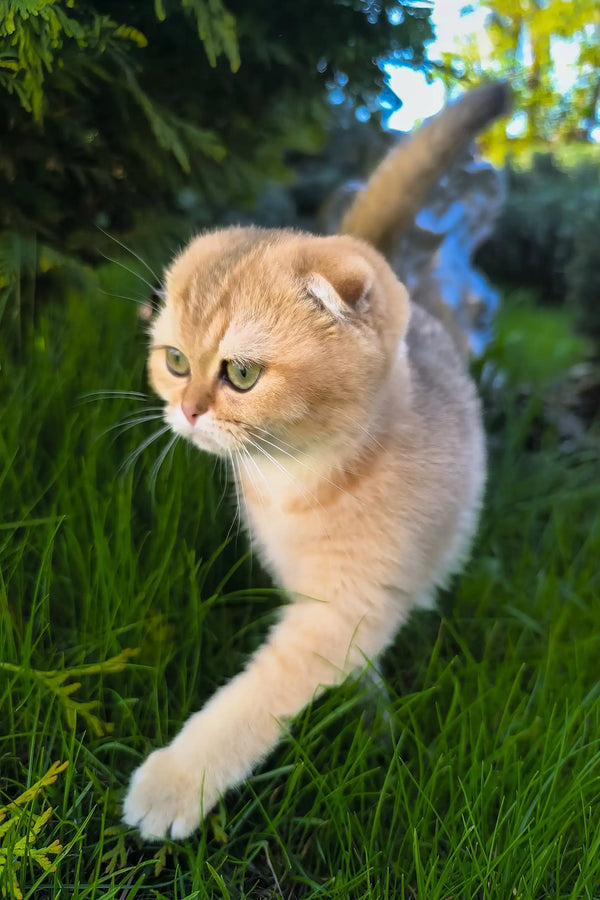 Holli | scottish fold kitten
