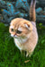 Holli | scottish fold kitten