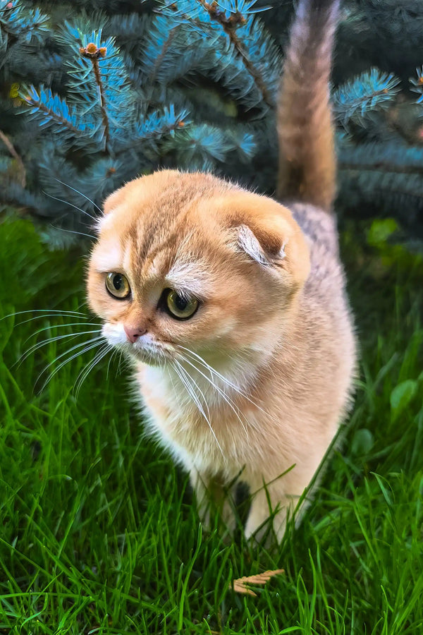 Holli | scottish fold kitten