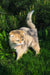 Holli | scottish fold kitten