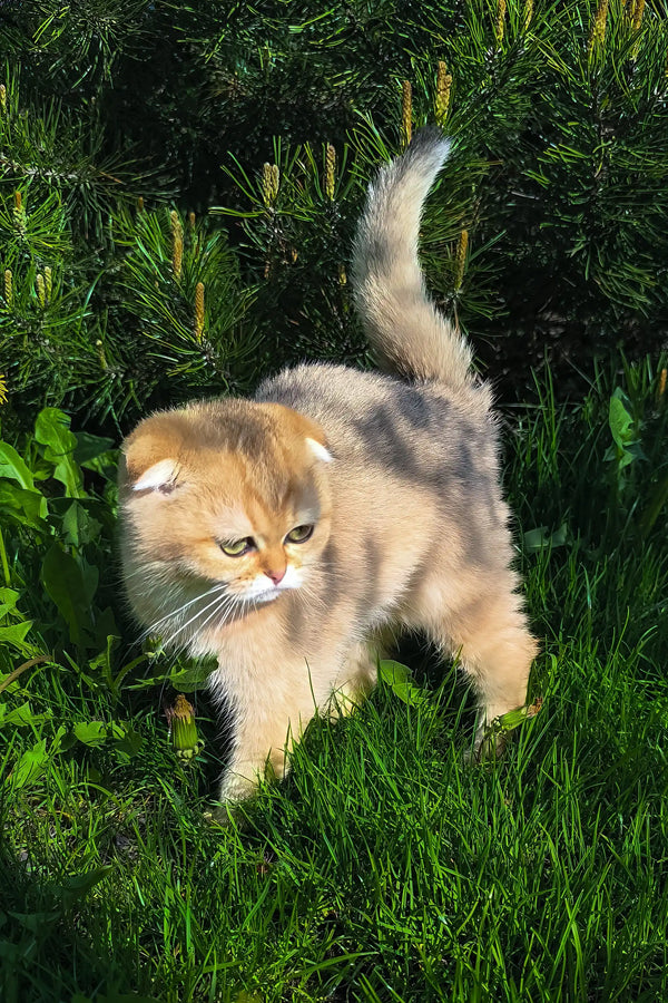 Holli | scottish fold kitten