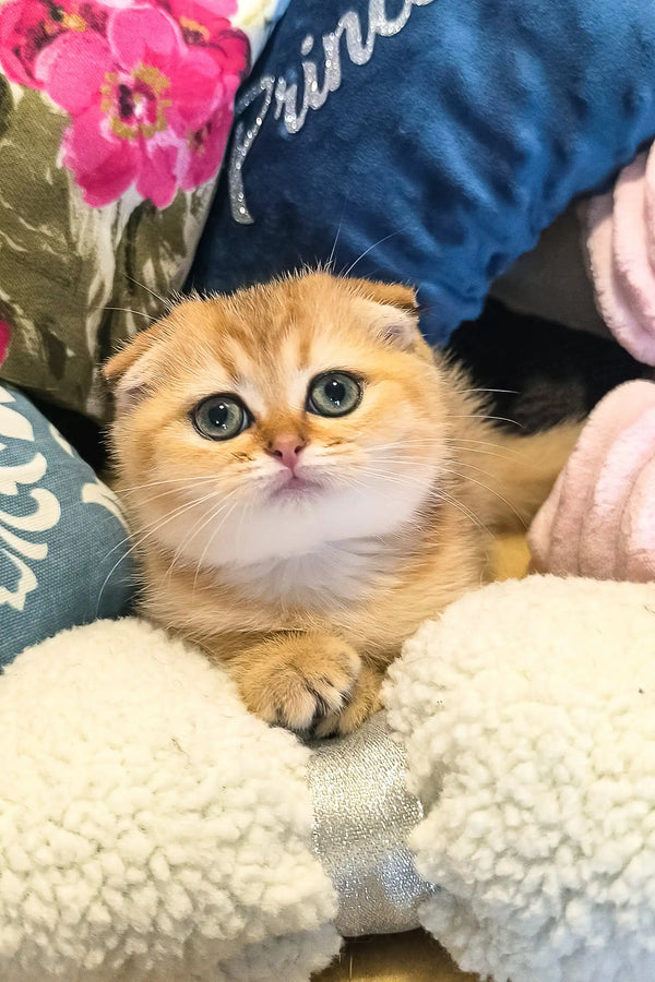 Adorable golden Scottish Fold kitten Holli ready to steal your heart!