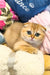 Adorable Golden Scottish Fold kitten named Holli, perfect cuddle buddy