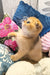 Golden Scottish Fold kitten named Holli with cute folded ears and playful personality