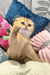 Golden Scottish Fold kitten named Holli with adorable folded ears