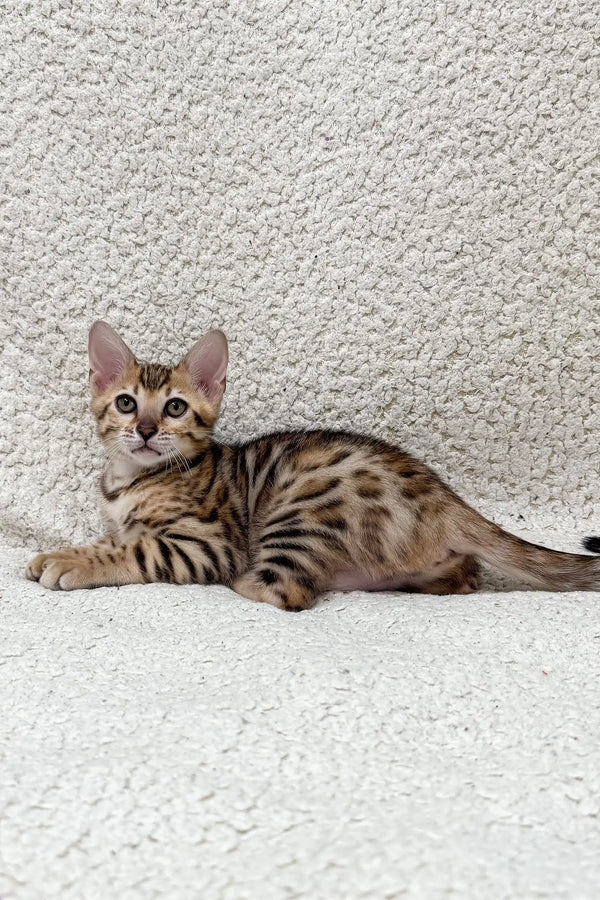 Adorable Bengal kitten with a spotted and striped coat in Holly product display