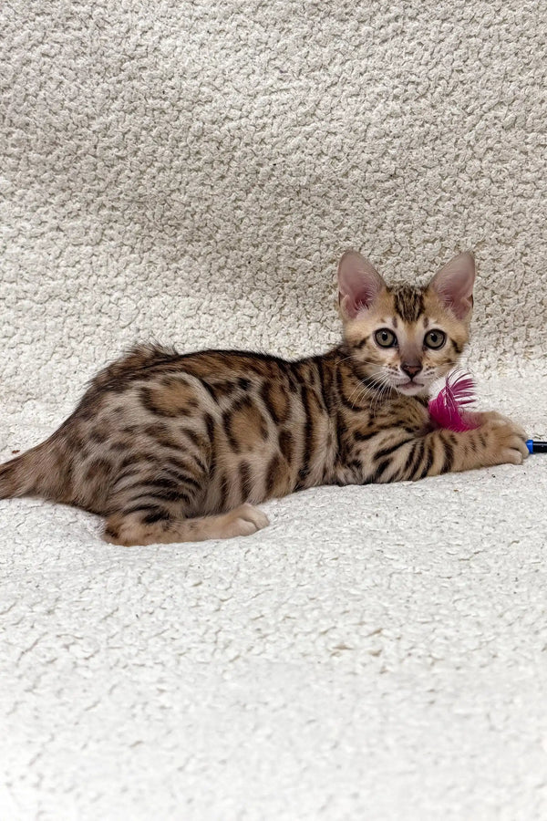 Spotted Bengal kitten named Holly, perfect for playful and loving homes