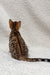 Spotted brown kitten with striped tail for the Holly Bengal Kitten product