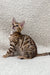 Cute spotted and striped kitten named Holly, a playful Bengal companion