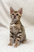 Cute Striped Tabby Kitten in Holly Bengal Kitten product display