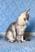 Drooling gray Maine Coon kitten named Holly looking super cute and playful