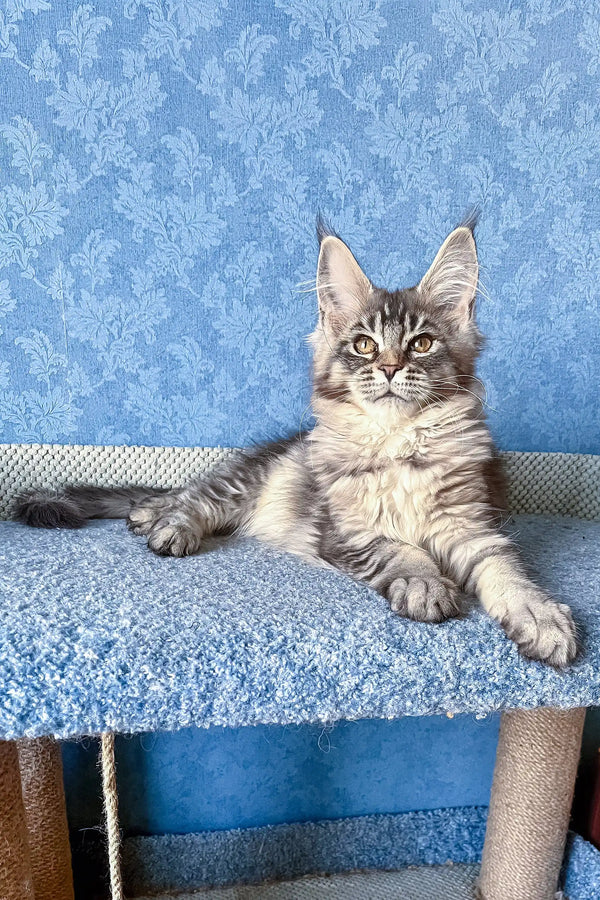 Adorable Gray Tabby Maine Coon Kitten named Holly, perfect for new cat lovers