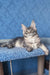 Adorable Gray Tabby Maine Coon Kitten named Holly playing and looking cute