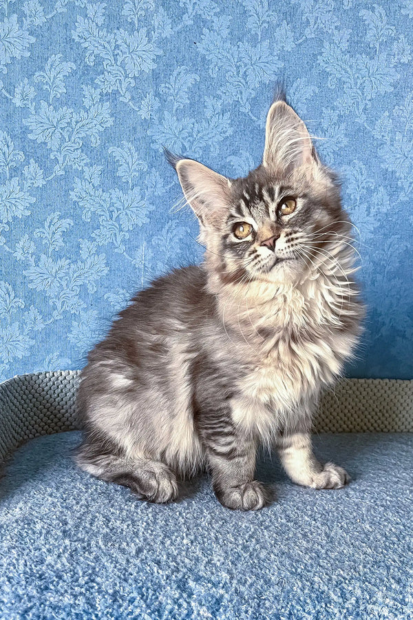 Adorable Gray Tabby Maine Coon Kitten named Holly playing and looking cute