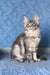 Adorable Gray Tabby Maine Coon Kitten named Holly, perfect cuddly companion