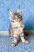 Gray tabby Maine Coon kitten named Holly in a cute pose, ready for adoption