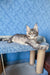 Gray tabby Maine Coon kitten named Holly, playful and adorable