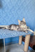 Gray tabby cat chilling, perfect for showcasing Holly the Maine Coon Kitten product