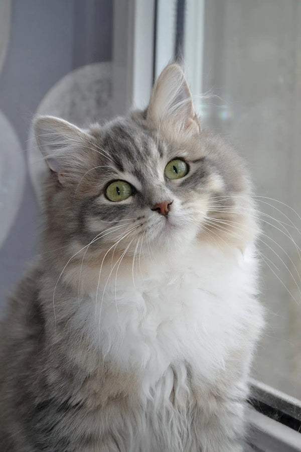 Holly | siberian kitten