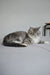 Holly | siberian kitten
