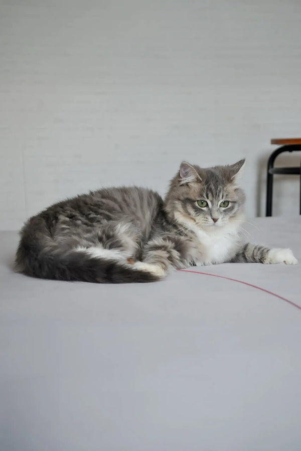 Holly | siberian kitten