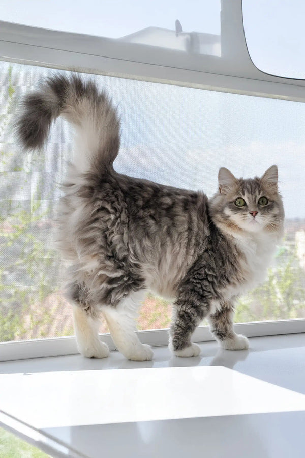 Holly | siberian kitten