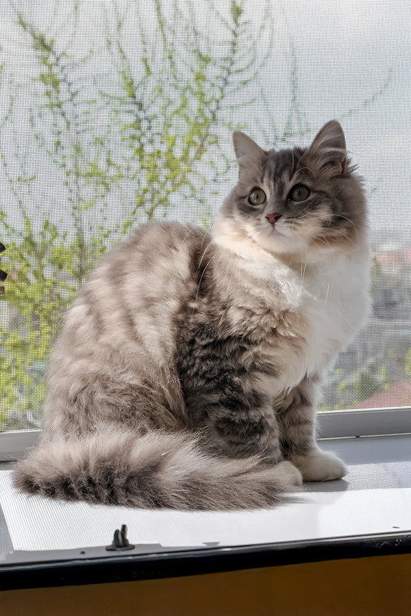 Holly | siberian kitten