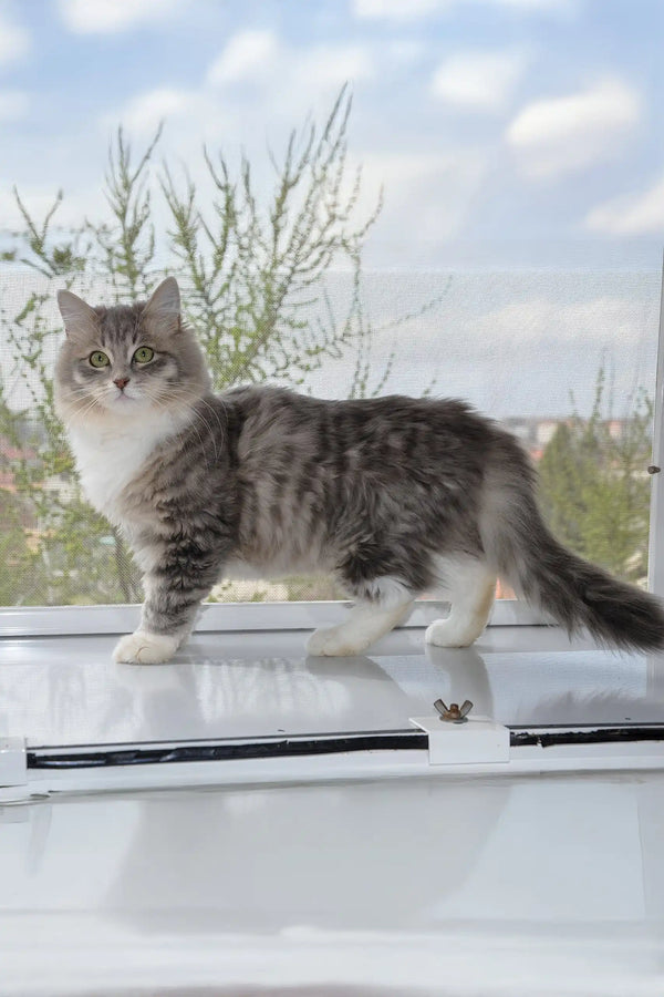 Holly | siberian kitten