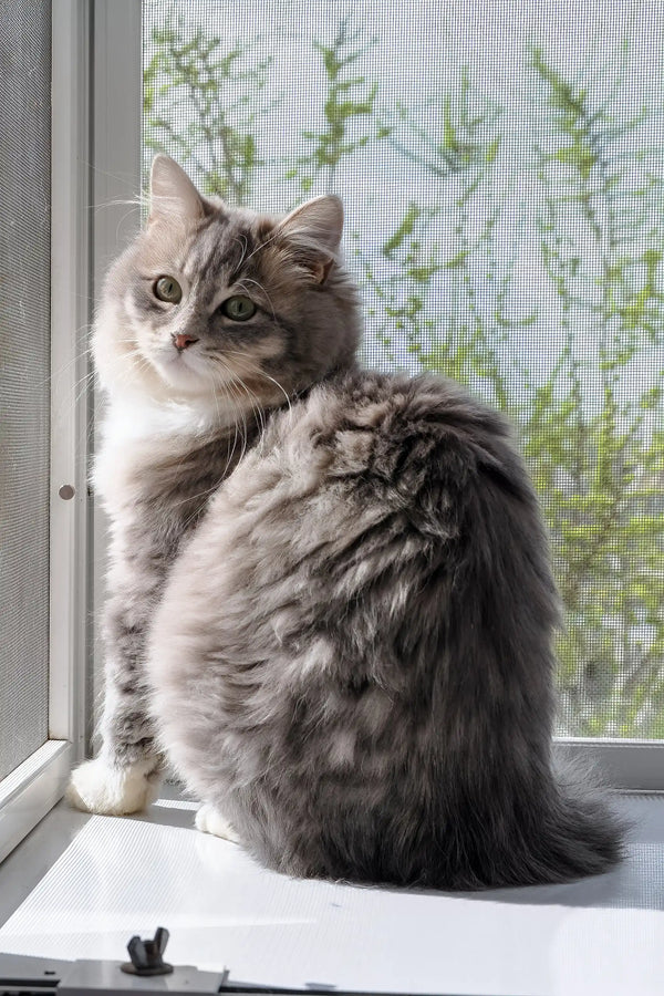 Holly | siberian kitten