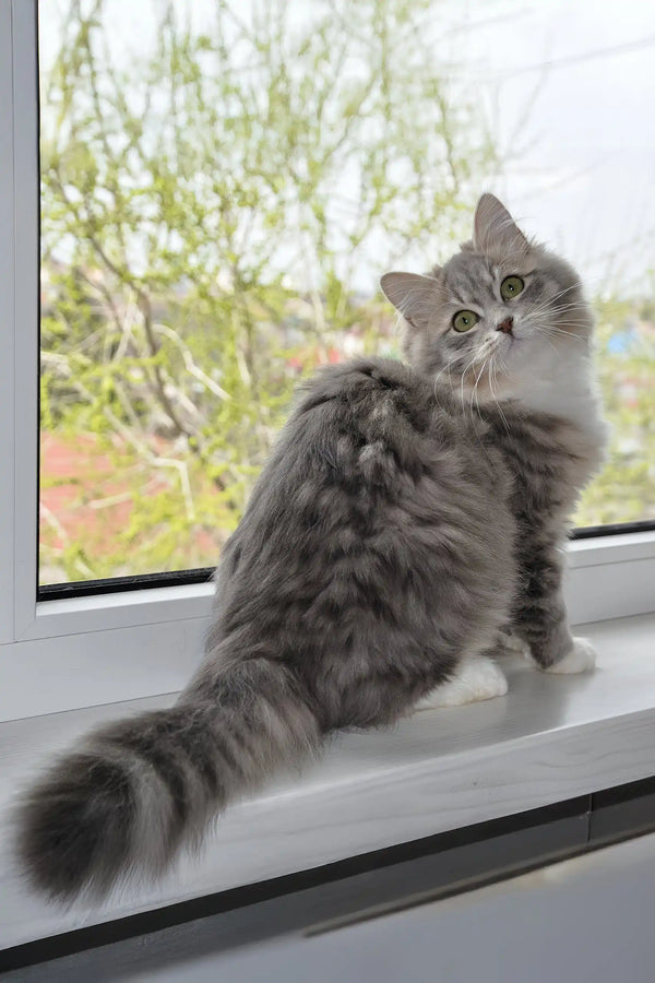 Holly | siberian kitten