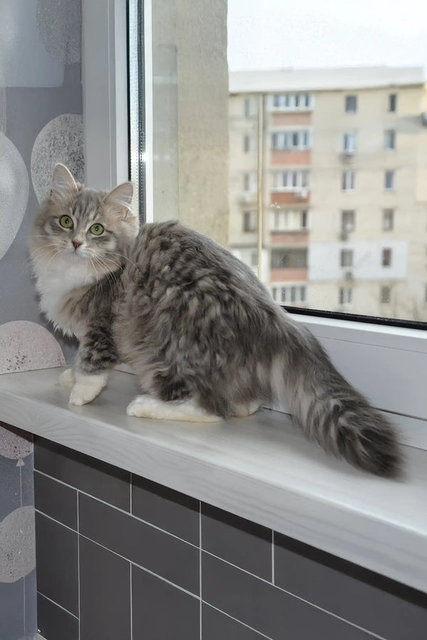 Holly | siberian kitten