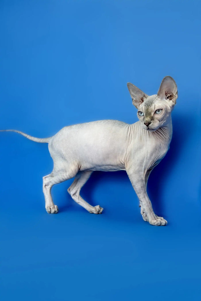 Sphynx Cats for Sale | Kittens For Holty | Kitten