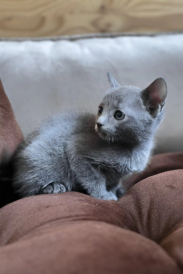 Hommy | russian blue kitten