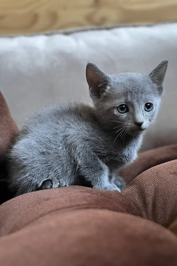 Hommy | russian blue kitten