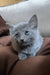 Hommy | russian blue kitten