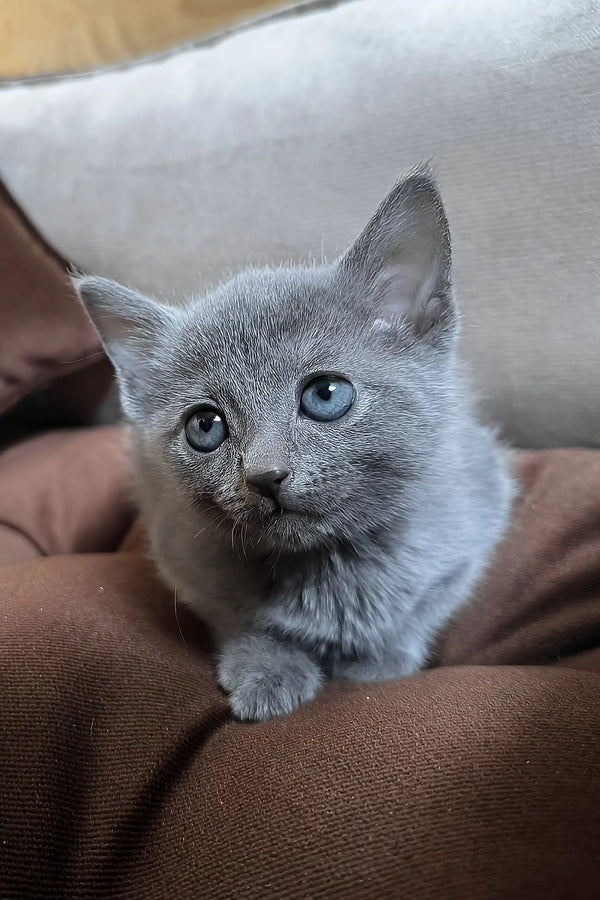 Hommy | russian blue kitten